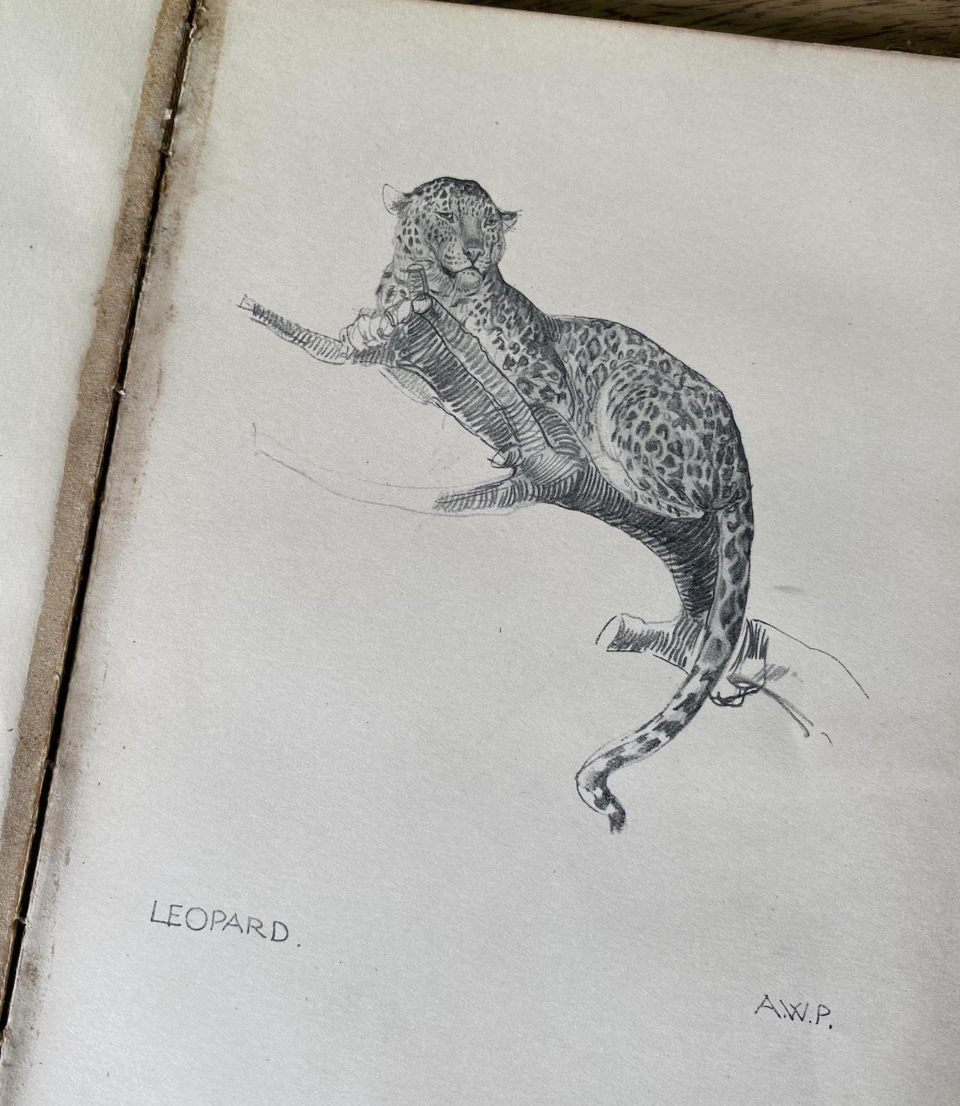 The Zoo A Sketchbook by A.W Peters 1915 Edition