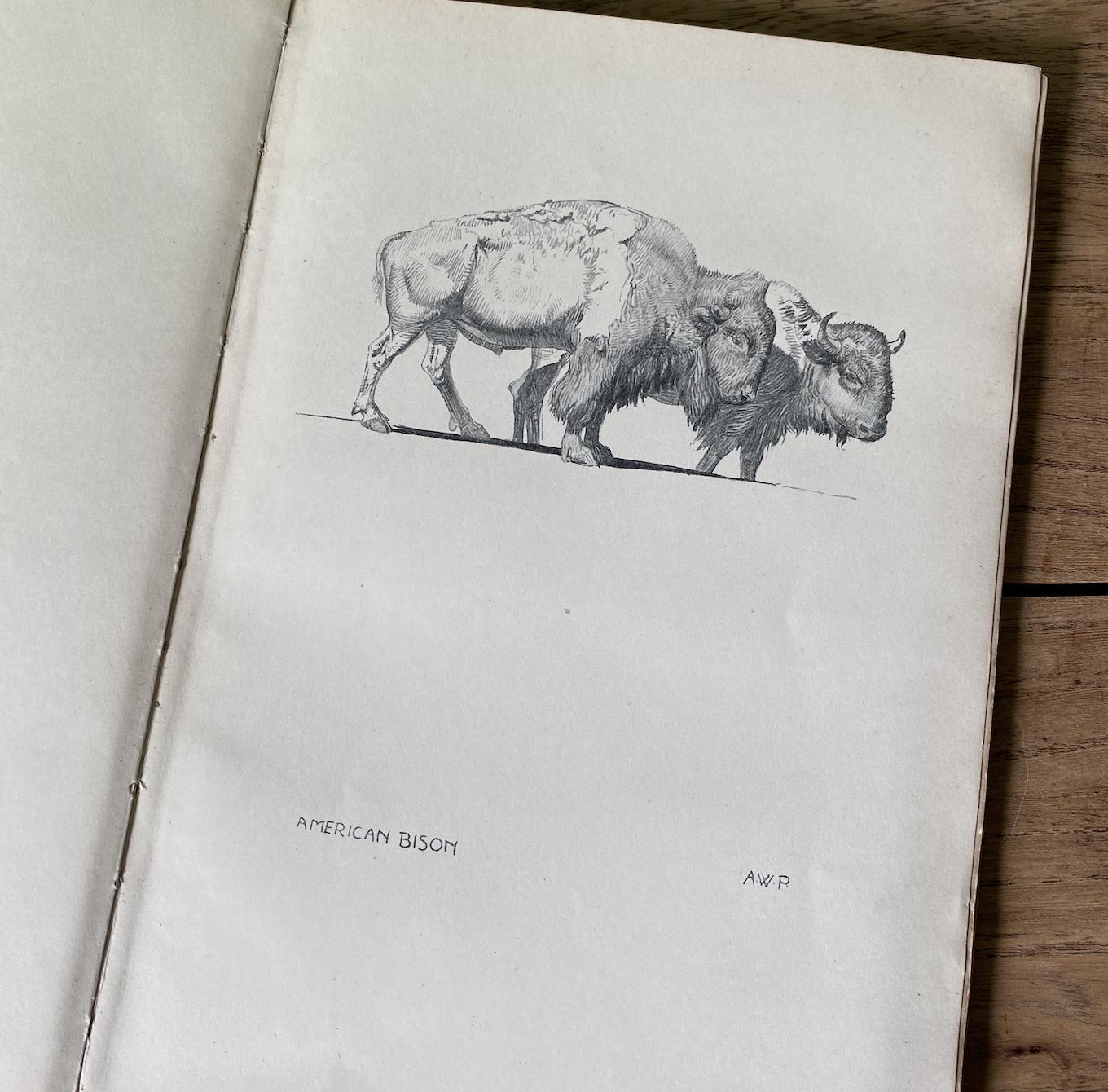 The Zoo A Sketchbook by A.W Peters 1915 Edition