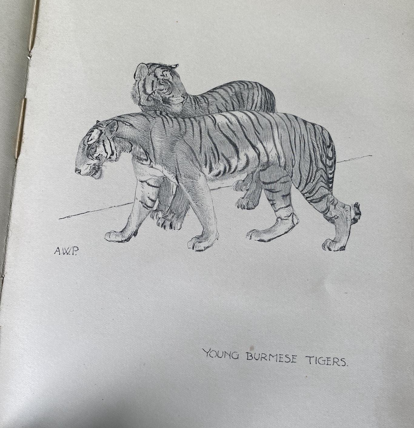 The Zoo A Sketchbook by A.W Peters 1915 Edition