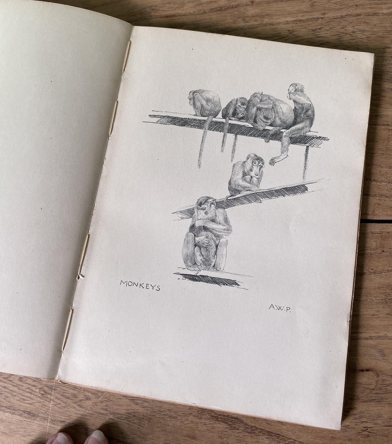 The Zoo A Sketchbook by A.W Peters 1915 Edition